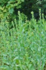 Solidago rigida, Stiff-Leaved Goldenrod