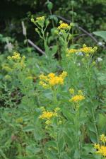 Solidago rigida, Stiff-Leaved Goldenrod