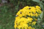 Solidago rigida, Stiff-Leaved Goldenrod
