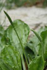Plantago rugelii, Blackseed Plantain