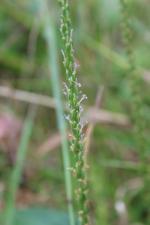 Plantago rugelii, Blackseed Plantain
