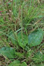 Plantago rugelii, Blackseed Plantain