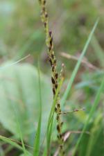 Plantago rugelii, Blackseed Plantain