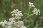 ~ Parthenium integrifolium, Wild Quinine