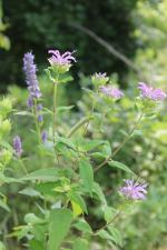 Monarda fistulosa, Wild Bergamot: Mid-height, Mid-season strain