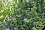 Monarda fistulosa, Wild Bergamot: Mid-height, Mid-season strain