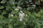 Eurybia divaricata, White Wood Aster