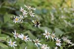 Eurybia divaricata, White Wood Aster