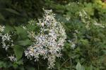 Eurybia divaricata, White Wood Aster