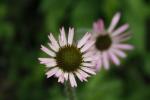 ~ Echinacea tennesseensis, Tennessee Coneflower