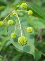 Cephalanthus occidentalis, Eastern Buttonbush