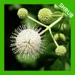 Cephalanthus occidentalis, Eastern Buttonbush