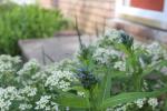 ~ Amsonia tabernaemontana, Eastern Bluestar 