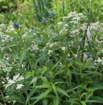 ~ Amsonia tabernaemontana, Eastern Bluestar 