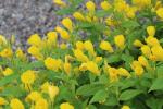 Oenothera pilosella, Prairie Sundrops