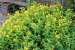 Oenothera pilosella, Prairie Sundrops
