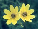 Bidens trichosperma, Crowned Beggarticks