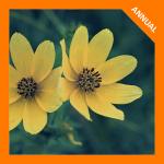 Bidens trichosperma, Crowned Beggarticks