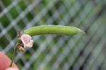 Strophostyles leiosperma, Small Wild Bean  