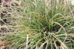 Danthonia spicata, Poverty Oat Grass