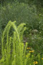 Erigeronium canadensis, Annual Horseweed