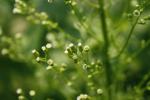 Erigeronium canadensis, Annual Horseweed