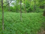 Carex pensylvanica, Pennsylvania Sedge