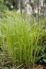 Carex pensylvanica, Pennsylvania Sedge