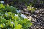 Sanguinaria canadensis, Bloodroot