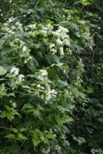 Clematis virginiana, Virginia Clematis
