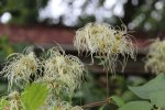 Clematis virginiana, Virginia Clematis