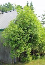 Rosa setigera, Climbing Prairie Rose